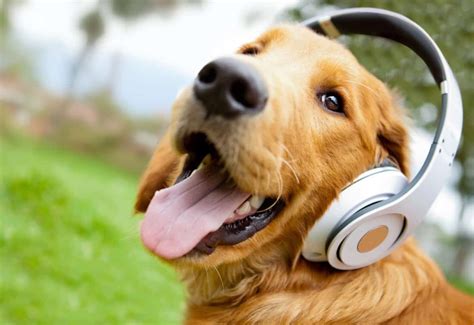 does loud music hurt cats ears? how to make your feline friend happy with music